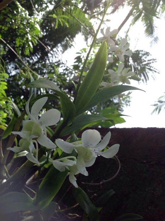 Tranquil Private Villa Near Bentota Beach 외부 사진