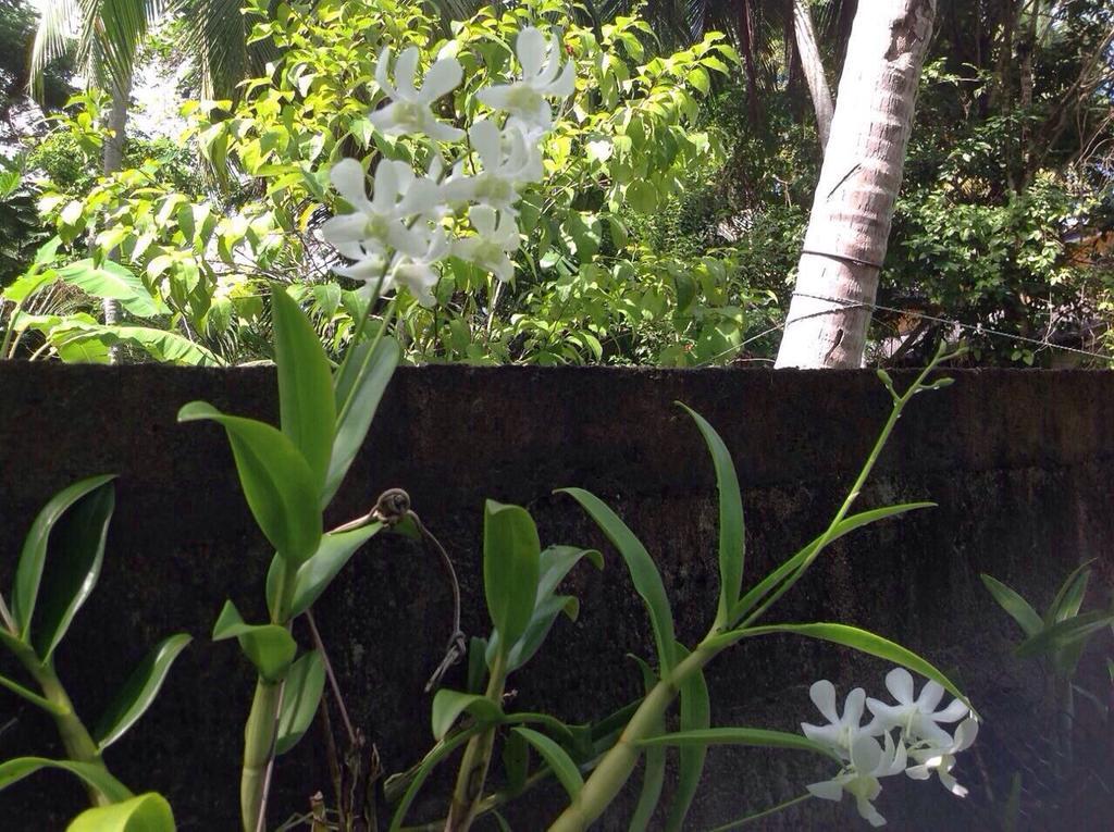 Tranquil Private Villa Near Bentota Beach 외부 사진